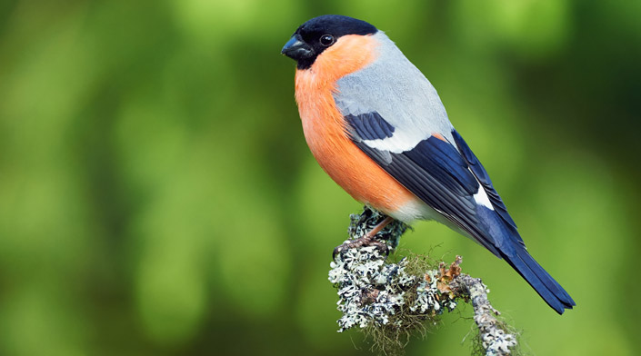 The Beautiful Bullfinch | Blog | Griggs