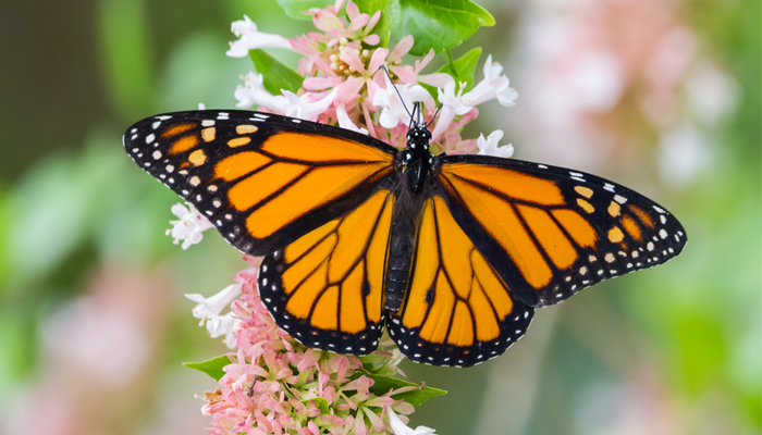 What Does It Mean When You See A Blue Monarch Butterfly