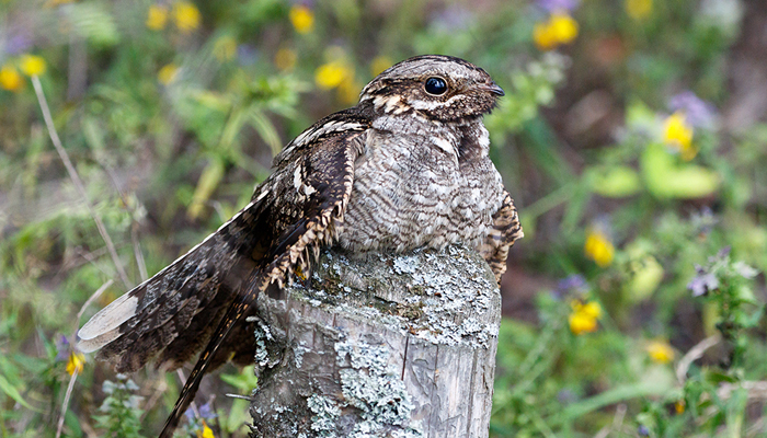 the-nightjar